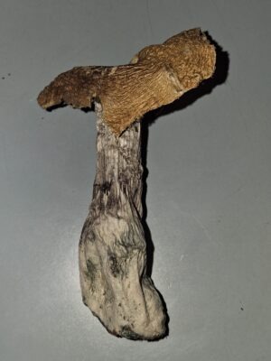 GOLDEN TEACHER MUSHROOM